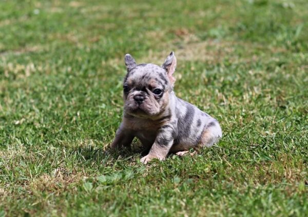 Sommer French Bulldog