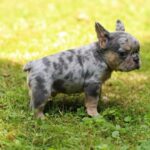Sommer-male-French-Bulldog-puppy-for-sale-3