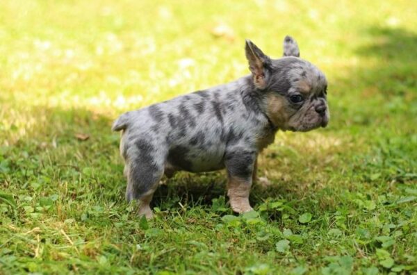 Sommer French Bulldog