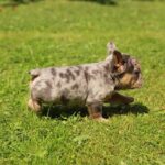 Sommer-male-French-Bulldog-puppy-for-sale-4