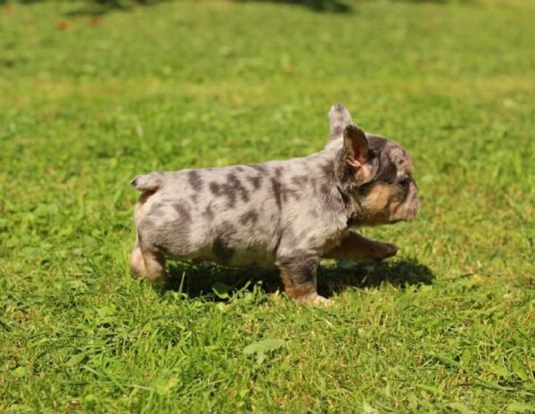 Sommer French Bulldog
