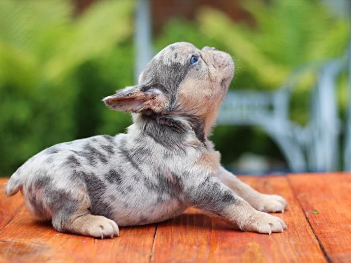 Lilac French Teacup French Bulldog Puppies Micro Mini French