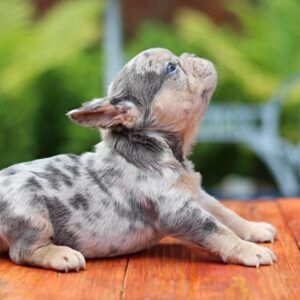 Sommer French Bulldog