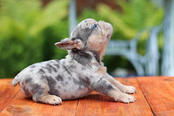 Sommer French Bulldog
