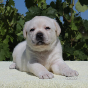 Suzanne Labrador Retriever