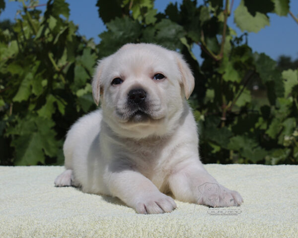 Suzanne Labrador Retriever