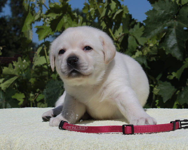 Suzanne Labrador Retriever