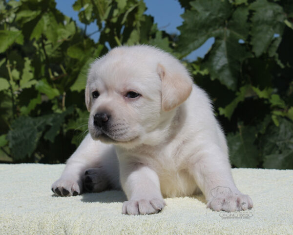 Suzanne Labrador Retriever