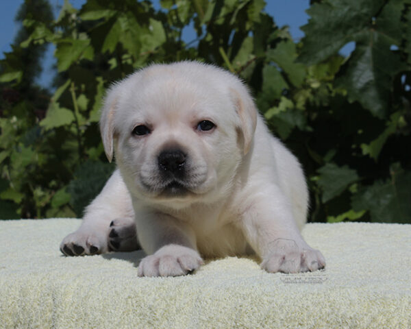 Suzanne Labrador Retriever