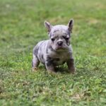 Suzi-female-French-Bulldog-puppy-for-sale-1