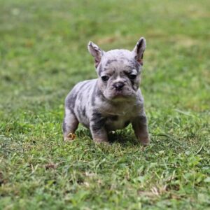 Suzi French Bulldog