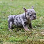Suzi-female-French-Bulldog-puppy-for-sale-2