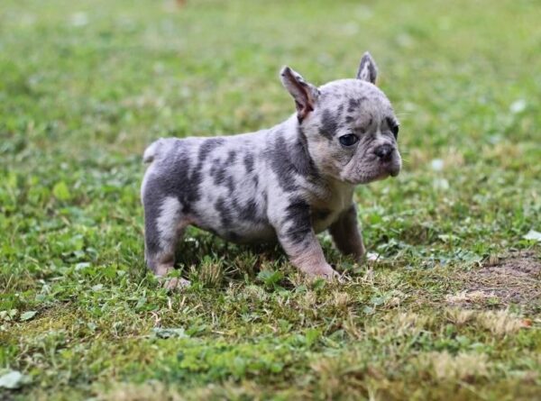 Suzi French Bulldog