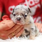 Rada French Bulldog