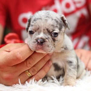 Suzi French Bulldog
