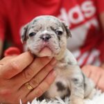 Suzi-female-French-Bulldog-puppy-for-sale-5