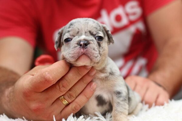 Suzi French Bulldog