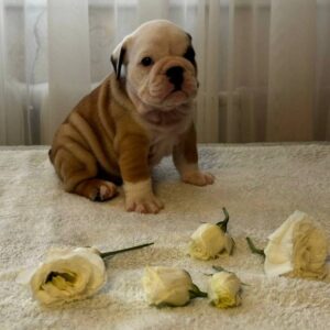 Tabata English Bulldog