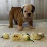 Tootsie English Bulldog