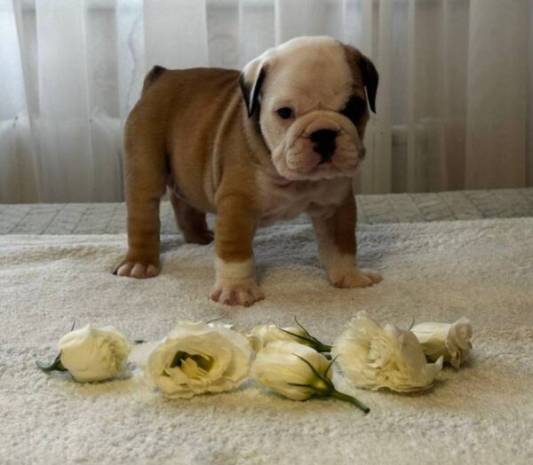 Tabata English Bulldog