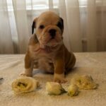 Tabata-female-english-bulldog-puppy-for-sale-1 (3)