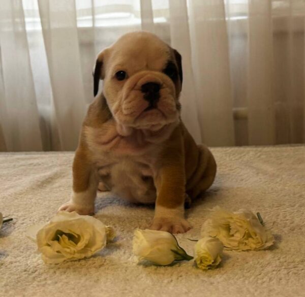 Tabata English Bulldog