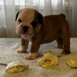 Tabata-female-english-bulldog-puppy-for-sale-1 (4)