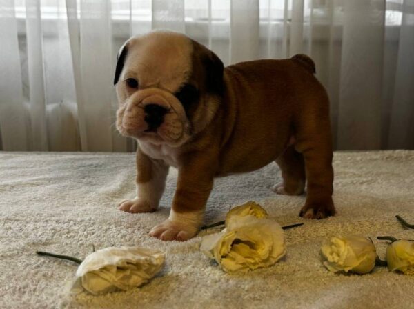 Tabata English Bulldog