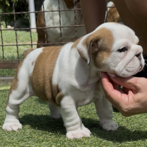 Tara English Bulldog