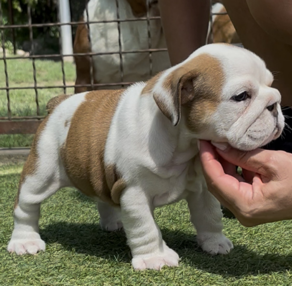 Tara English Bulldog