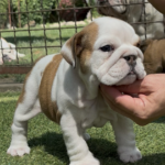 Tara-female-English-bulldog-puppy-for-sale-1-2-870×1024