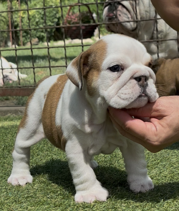 Tara English Bulldog
