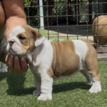 Tara-female-English-bulldog-puppy-for-sale-1-3-1002×1024