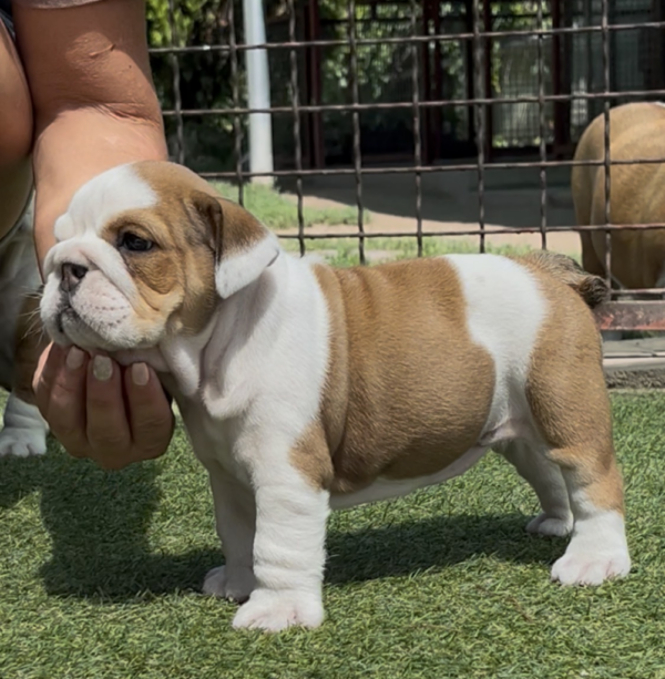 Tara English Bulldog