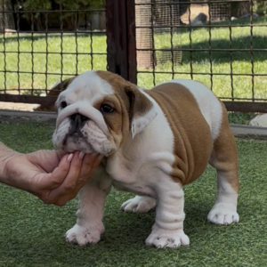 Tara English Bulldog