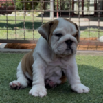 Tara-female-english-bulldog-puppy-for-sale-4-300×300