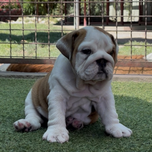 Tara English Bulldog