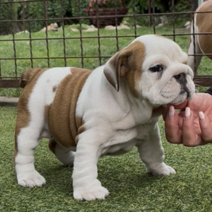 Tara English Bulldog