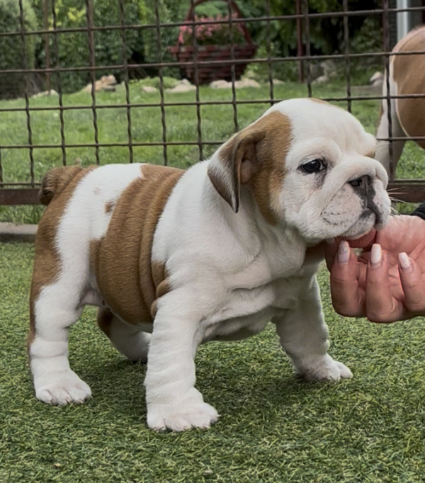 Tara English Bulldog