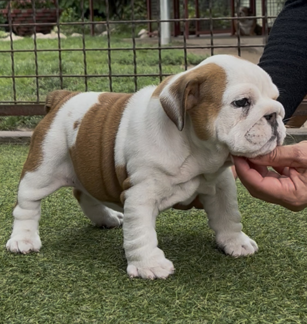 Tara English Bulldog