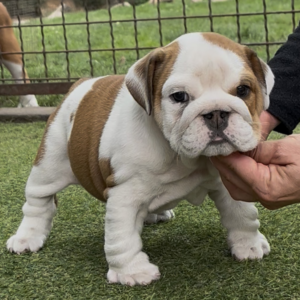 Tara English Bulldog
