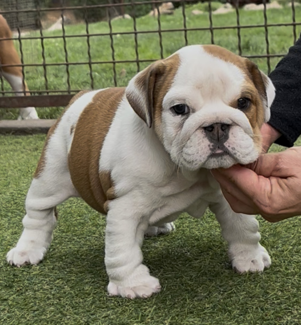 Tara English Bulldog