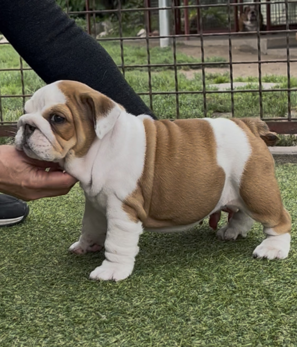 Tara English Bulldog