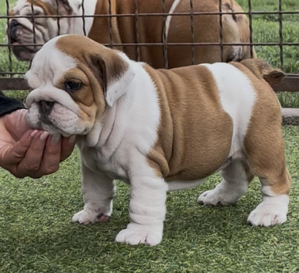Tara English Bulldog