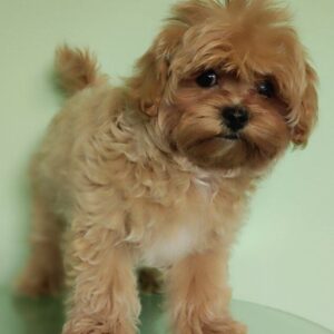 Taya Maltipoo