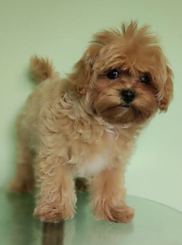 Taya Maltipoo
