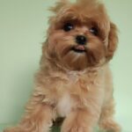 Taya-female-Maltipoo-puppy-for-sale-2