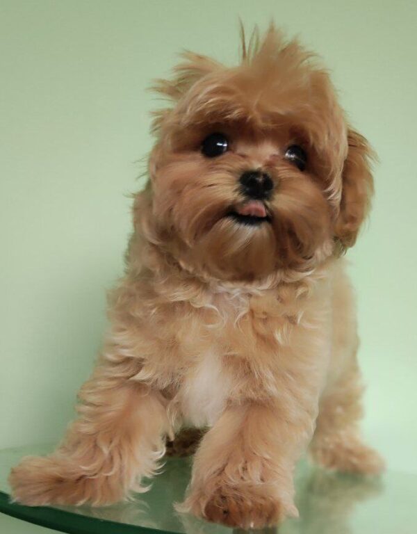 Taya Maltipoo