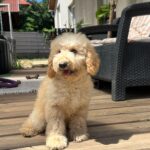 Tengo-male-golden-doodle-puppy-for-sale- (1)