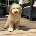 Tengo-male-golden-doodle-puppy-for-sale- (2)